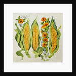 Corn and marrow flowers, 2014 by Jennifer Abbott