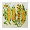Corn and marrow flowers, 2014 by Jennifer Abbott