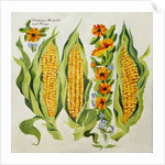 Corn and marrow flowers, 2014 by Jennifer Abbott