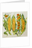 Corn and marrow flowers, 2014 by Jennifer Abbott