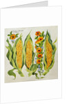 Corn and marrow flowers, 2014 by Jennifer Abbott