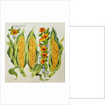 Corn and marrow flowers, 2014 by Jennifer Abbott