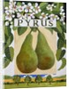 Pyrus, 2014 by Jennifer Abbott
