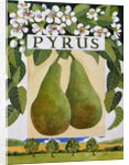 Pyrus, 2014 by Jennifer Abbott
