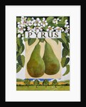 Pyrus, 2014 by Jennifer Abbott