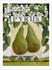 Pyrus, 2014 by Jennifer Abbott