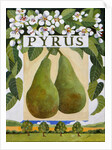 Pyrus, 2014 by Jennifer Abbott