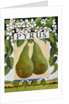 Pyrus, 2014 by Jennifer Abbott
