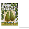 Pyrus, 2014 by Jennifer Abbott