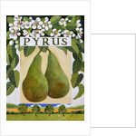 Pyrus, 2014 by Jennifer Abbott
