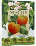 Malus, 2014 by Jennifer Abbott