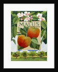Malus, 2014 by Jennifer Abbott
