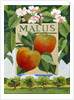 Malus, 2014 by Jennifer Abbott