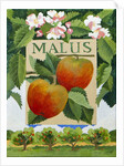 Malus, 2014 by Jennifer Abbott