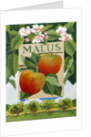 Malus, 2014 by Jennifer Abbott