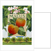 Malus, 2014 by Jennifer Abbott