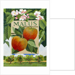 Malus, 2014 by Jennifer Abbott