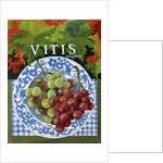 Vitus, 2014 by Jennifer Abbott