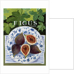 Fieus, 2014 by Jennifer Abbott