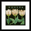 Tulips, 2013 by Jennifer Abbott