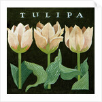 Tulips, 2013 by Jennifer Abbott