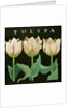 Tulips, 2013 by Jennifer Abbott