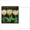 Tulips, 2013 by Jennifer Abbott