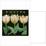 Tulips, 2013 by Jennifer Abbott