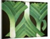 Leeks, 2014 by Jennifer Abbott