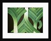 Leeks, 2014 by Jennifer Abbott