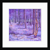Purple Forest 2, 2012 by David Newton