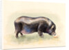 Italian Black Pig , 2014 by Alison Cooper