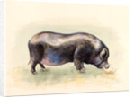 Italian Black Pig , 2014 by Alison Cooper