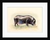 Italian Black Pig , 2014 by Alison Cooper