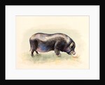 Italian Black Pig , 2014 by Alison Cooper