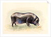 Italian Black Pig , 2014 by Alison Cooper