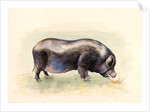 Italian Black Pig , 2014 by Alison Cooper