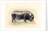 Italian Black Pig , 2014 by Alison Cooper