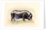 Italian Black Pig , 2014 by Alison Cooper
