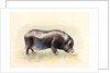 Italian Black Pig , 2014 by Alison Cooper