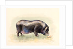 Italian Black Pig , 2014 by Alison Cooper