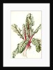 Rhubarb Chard, 1992 by Alison Cooper