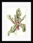 Rhubarb Chard, 1992 by Alison Cooper