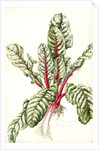 Rhubarb Chard, 1992 by Alison Cooper