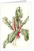 Rhubarb Chard, 1992 by Alison Cooper