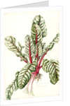 Rhubarb Chard, 1992 by Alison Cooper