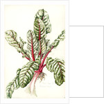 Rhubarb Chard, 1992 by Alison Cooper