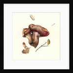 Fungus, 2003 by Alison Cooper