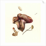 Fungus, 2003 by Alison Cooper