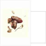 Fungus, 2003 by Alison Cooper